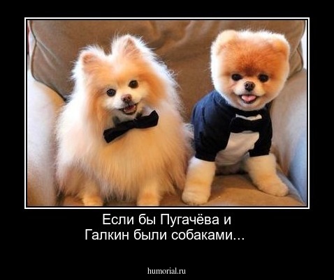 Если бы Пугачёва и Галкин были собаками...