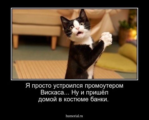 Я просто устроился промоутером Вискаса... Ну и пришёл домой в костюме банки.