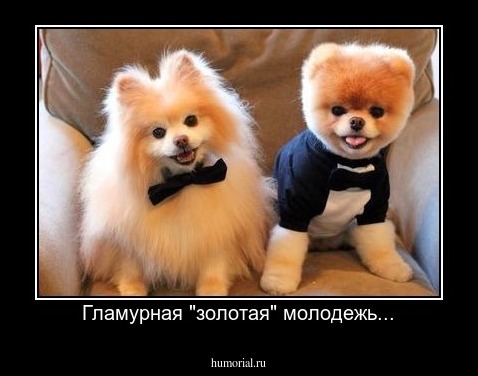 Гламурная "золотая" молодежь...