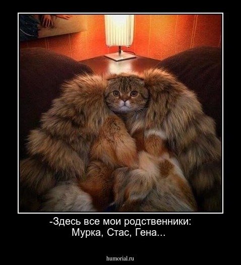 -Здесь все мои родственники: Мурка, Стас, Гена...