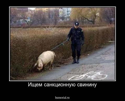 Ищем санкционную свинину
