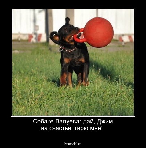 Собаке Валуева: дай, Джим на счастье, гирю мне!