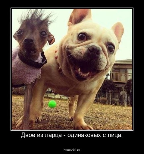 Двое из ларца - одинаковых с лица.