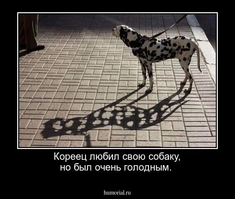 Кореец любил свою собаку, но был очень голодным.