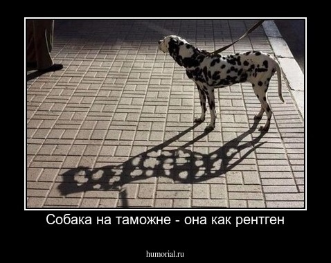 Собака на таможне - она как рентген