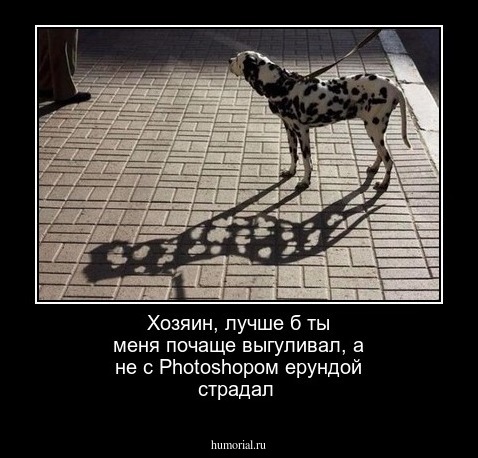 Хозяин, лучше б ты меня почаще выгуливал, а не с Photoshopом ерундой страдал
