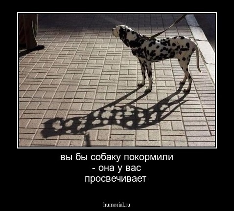 вы бы собаку покормили - она у вас просвечивает
