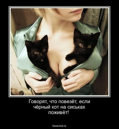 Говорят, что повезёт, если чёрный кот на сиськах поживёт!