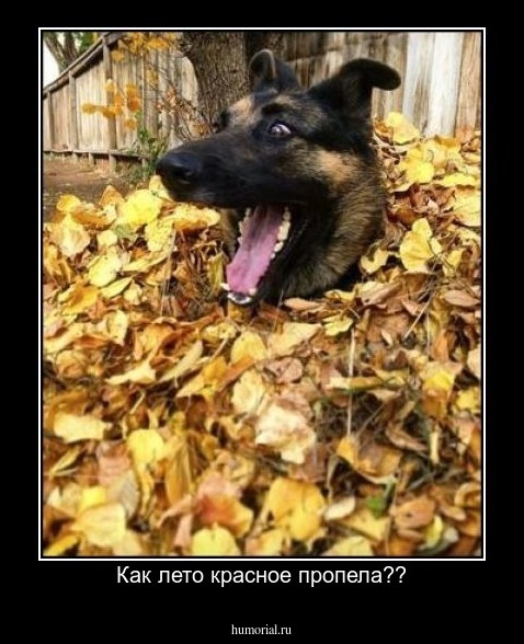 Как лето красное пропела??