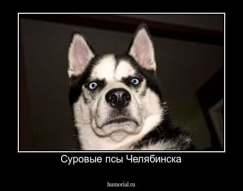 Суровые псы Челябинска