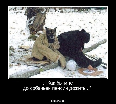 : "Как бы мне до собачьей пенсии  дожить..."
