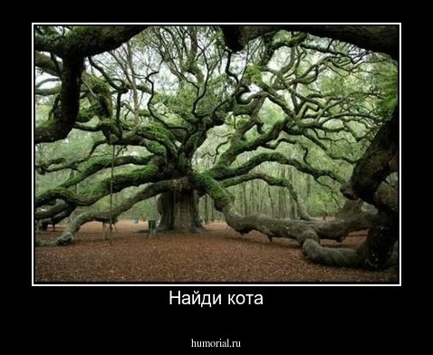 Найди кота