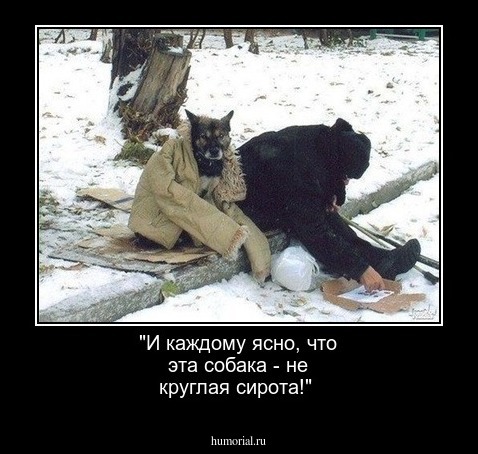 "И каждому ясно, что эта собака - не круглая сирота!"
