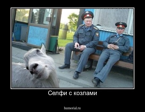 Селфи с козлами