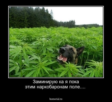 Заминирую ка я пока этим наркобаронам поле....