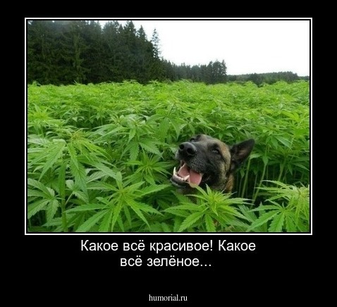 Какое всё красивое! Какое всё  зелёное...