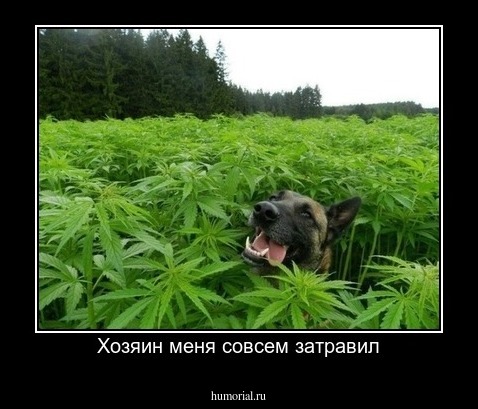 Хозяин меня совсем затравил