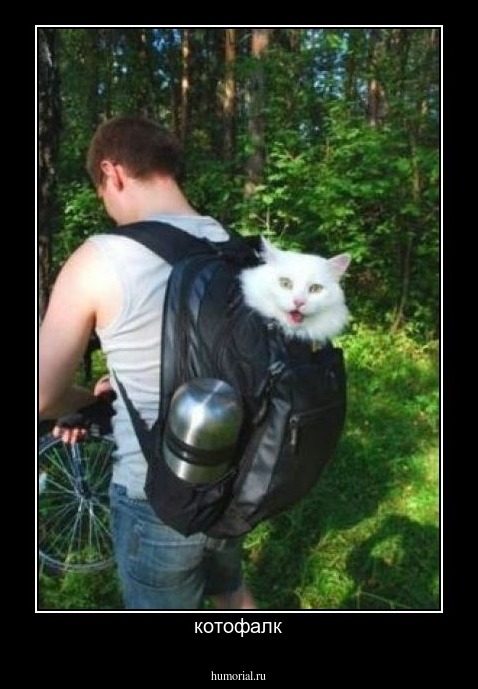котофалк