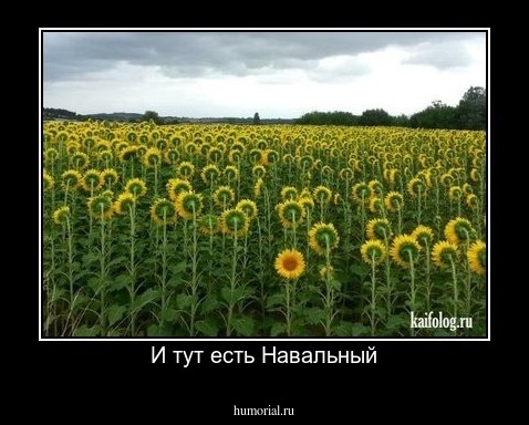 И тут есть Навальный