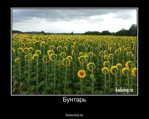 Бунтарь