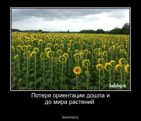 Потеря ориентации дошла и до мира растений