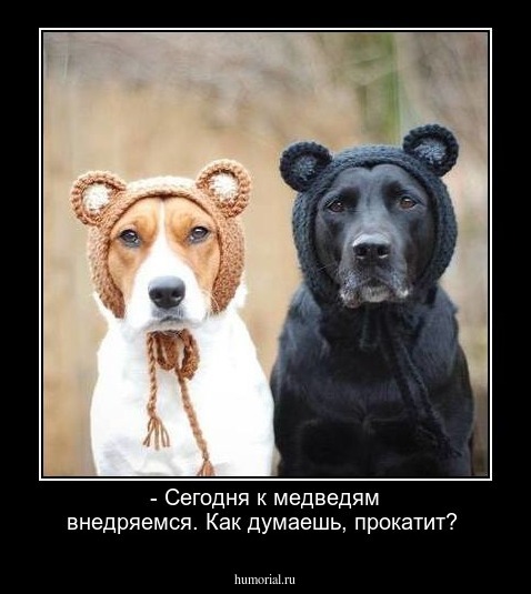 - Сегодня к медведям внедряемся. Как думаешь, прокатит?