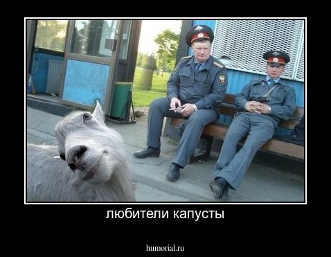 любители капусты