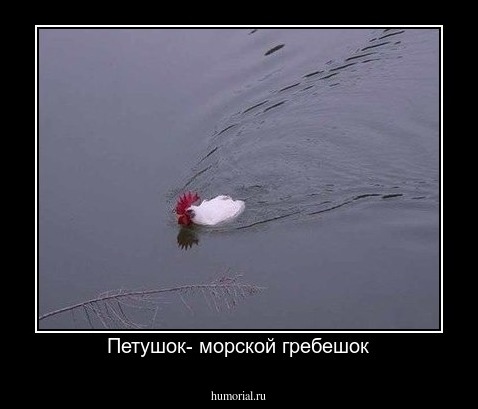 Петушок- морской гребешок
