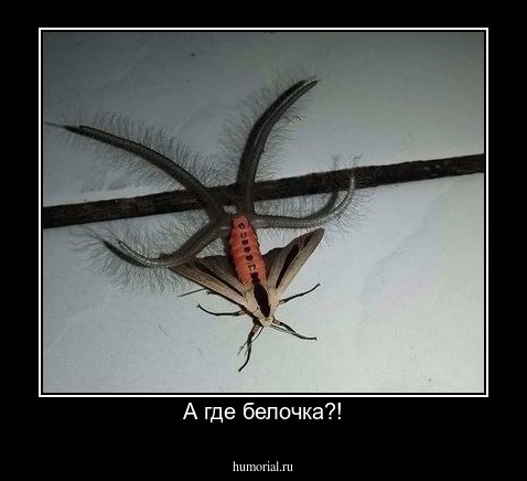 А где белочка?!