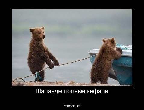 Шаланды полные кефали