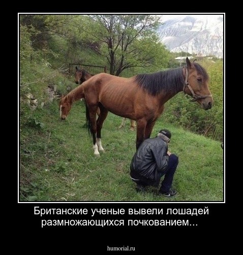 Британские ученые вывели лошадей размножающихся почкованием...
