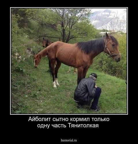 Айболит сытно кормил только одну часть Тянитолкая