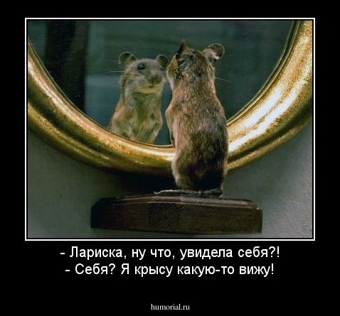 - Лариска, ну что, увидела себя?!
- Себя? Я крысу какую-то вижу!