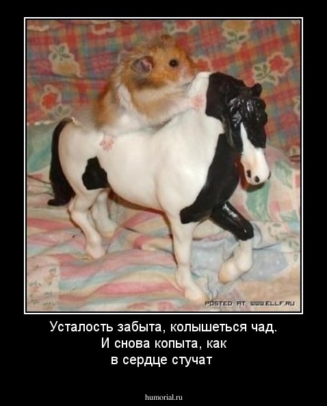 Усталость забыта, колышеться чад. И снова копыта, как в сердце стучат