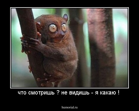 что смотришь ? не видишь - я какаю ! 