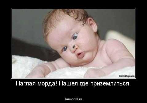 Наглая морда! Нашел где приземлиться.