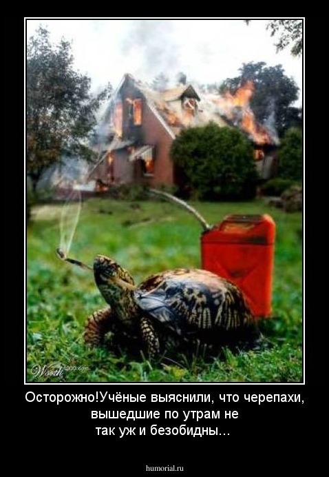 Осторожно!Учёные выяснили, что черепахи, вышедшие по утрам не так уж и безобидны...