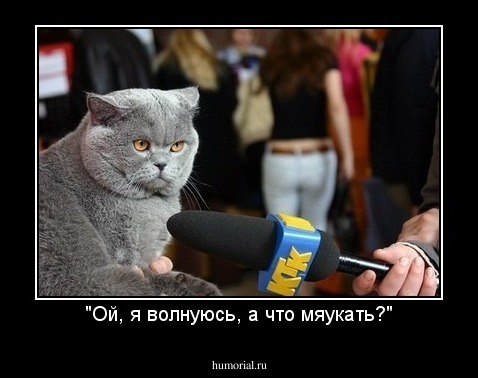 "Ой, я волнуюсь, а что мяукать?"