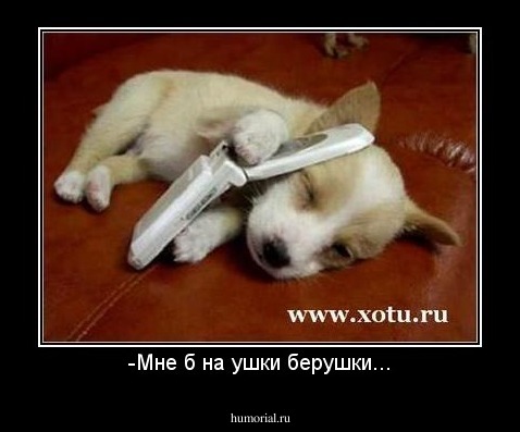 -Мне б на ушки берушки...