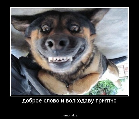 доброе слово и волкодаву приятно