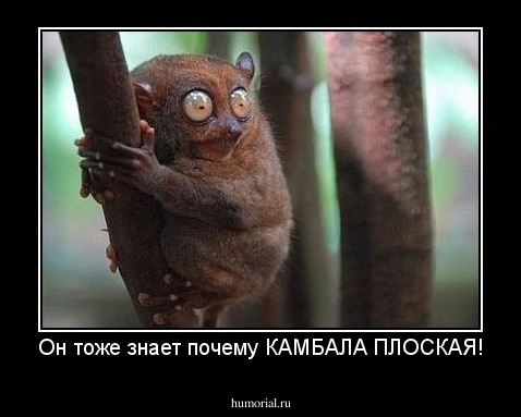 Он тоже знает почему КАМБАЛА ПЛОСКАЯ!
