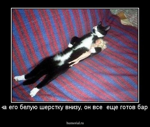Глядя на его белую шерстку внизу, он все  еще готов барбиться!