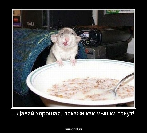 - Давай хорошая, покажи как мышки тонут!