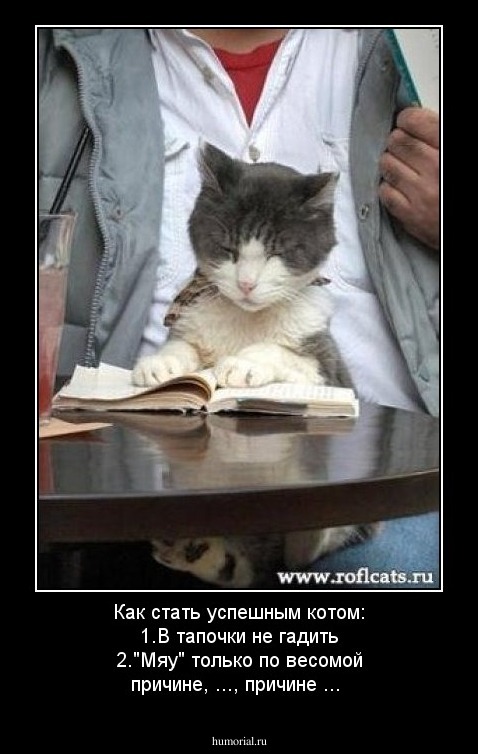 Как стать успешным котом: 1.В тапочки не гадить 2."Мяу" только по весомой причине, ..., причине ...