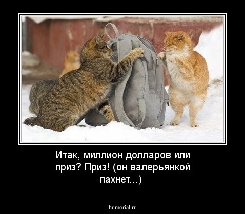 Итак, миллион долларов или приз? 
Приз! (он валерьянкой пахнет...)