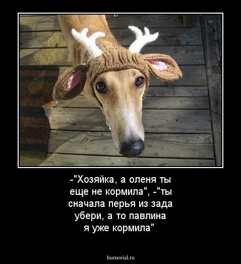 -"Хозяйка, а оленя ты еще не кормила?", -"ты сначала перья из зада убери, а то павлина я уже кормила!"