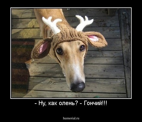- Ну, как олень? - Гончий!!!