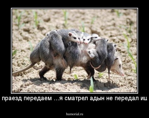 за праезд передаем ...я сматрел адын не передал ищёё