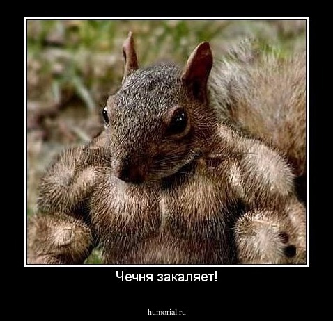 Чечня закаляет!