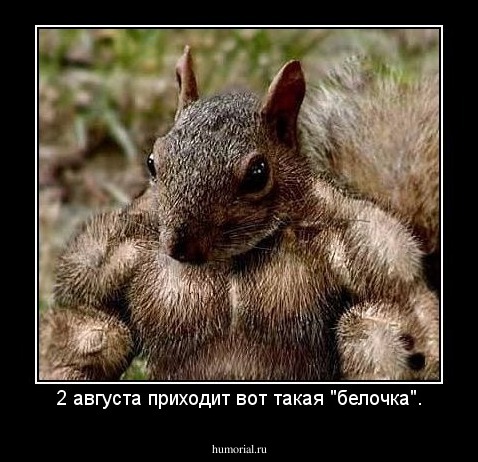 2 августа приходит вот такая "белочка".